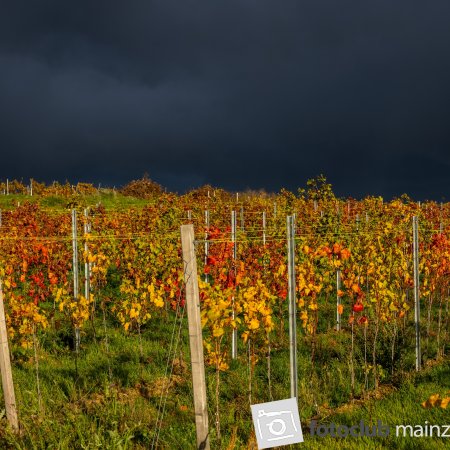 2025: "Weinberg nach Gewitter"